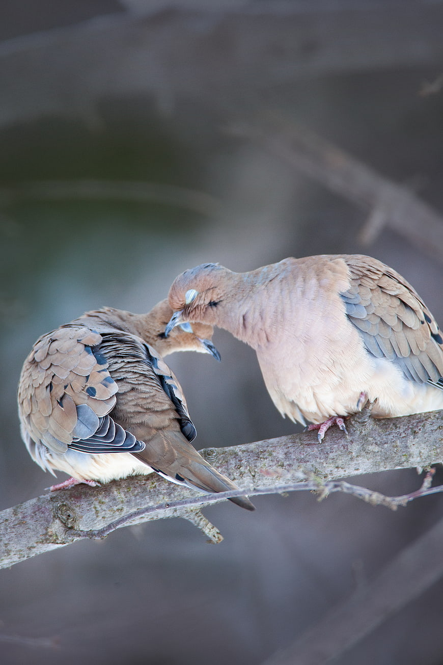 Two Mourning Doves Perched on a Branch