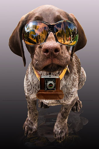 Cool dog wearing sunglasses and holding a vintage camera