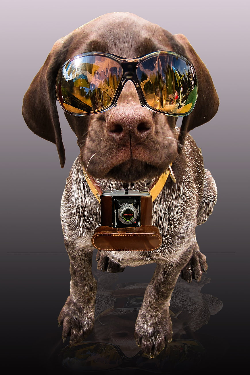 Cool dog wearing sunglasses and holding a vintage camera