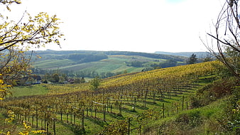 Rolling vineyard landscape with autumn foliage and distant hills