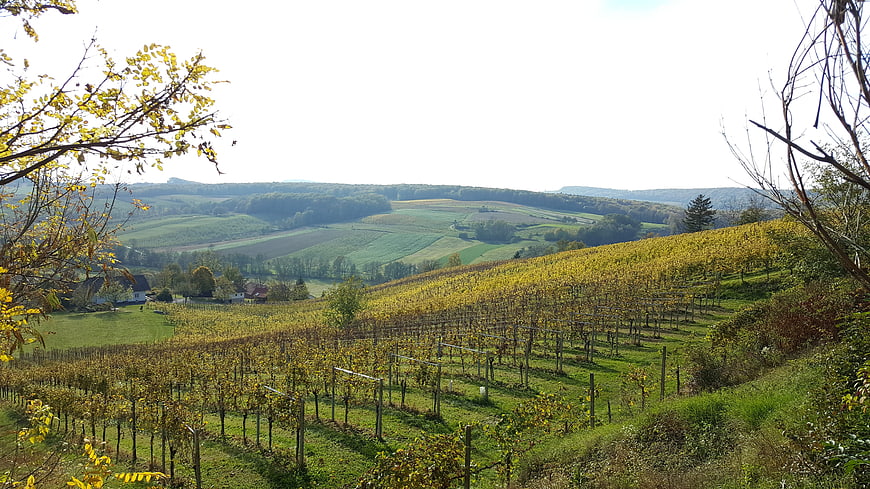 Rolling vineyard landscape with autumn foliage and distant hills