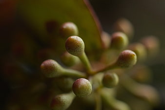 Macro Close-Up of Green Plant Buds with Blurred Background