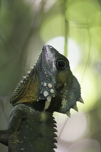 Close-up of a Heated Lizard Head with Spiky Scales