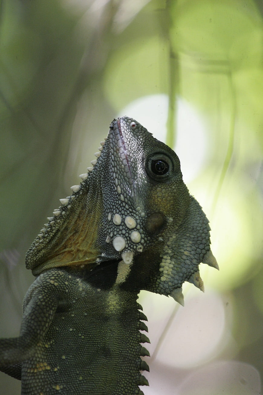 Close-up of a Heated Lizard Head with Spiky Scales