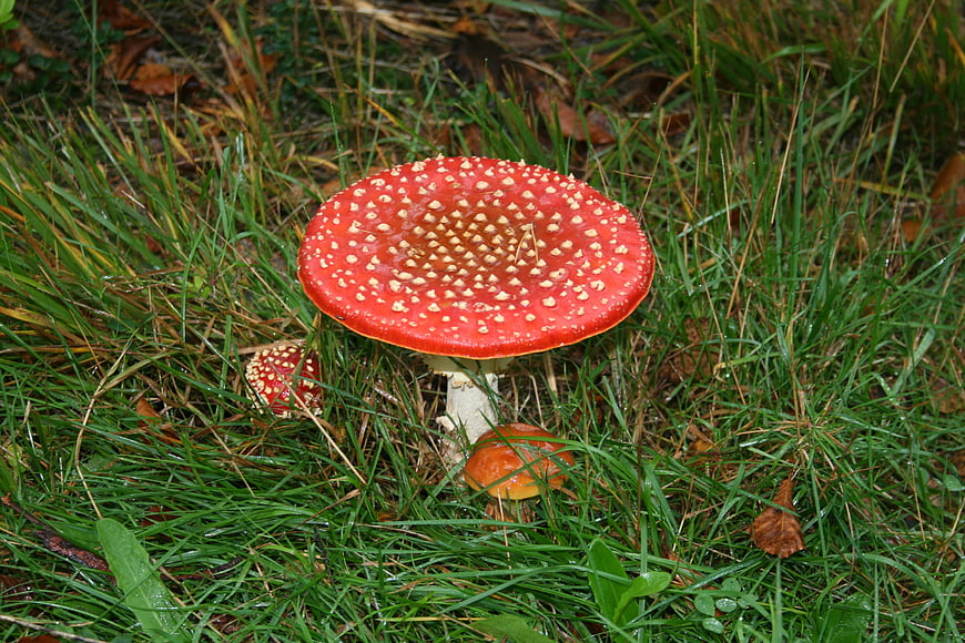 Red Fly Agaric Mushroom in Green Grass