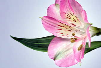 Pink Alstroemeria Flower Close-Up on White Background