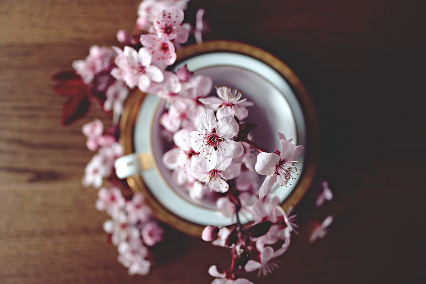Top view of pink cherry blossoms in a teacup on wood