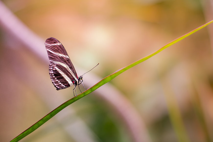 Zebra Longwing Butterfly on Green Grass Blade