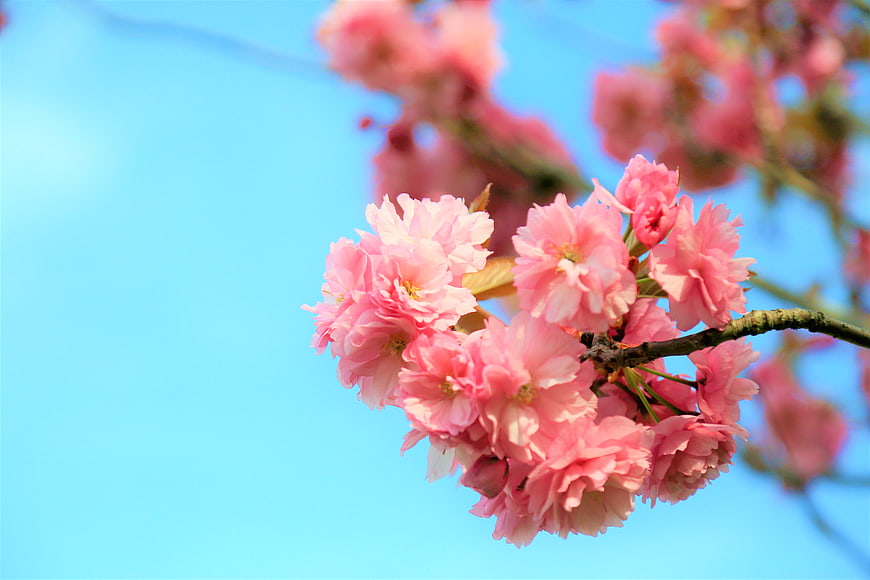 Pink Cherry Blossoms on Branch Against Blue Sky