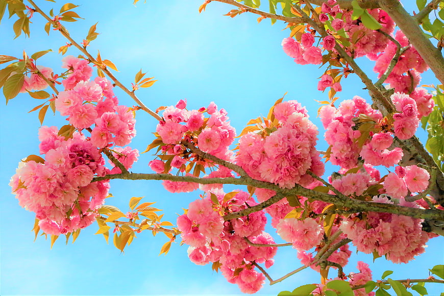 Pink Cherry Blossoms Against Blue Sky