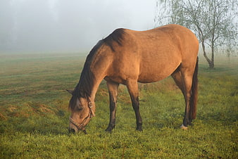 Chestnut Horse Grazing In Misty Autumn Meadow
