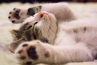 Cute Sleeping Kitten on Back with Paws Up