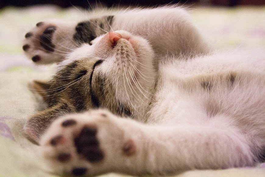 Cute Sleeping Kitten on Back with Paws Up