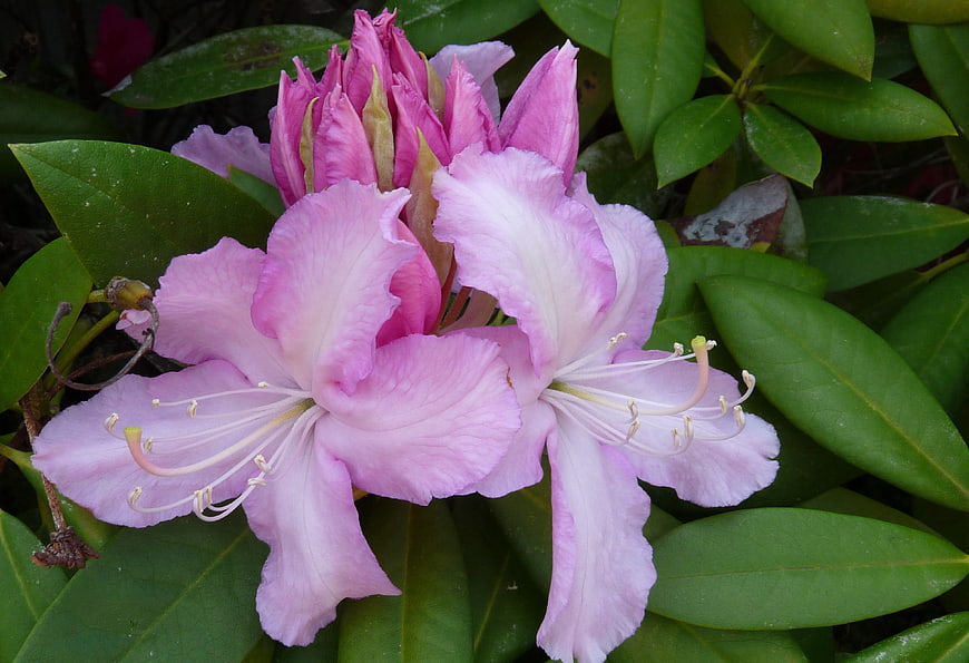 Close-up of vibrant pink rhododendron flowers with green leaves