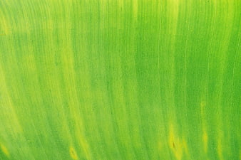Close-up texture of vibrant green leaf veins background