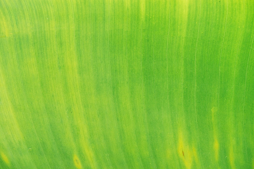 Close-up texture of vibrant green leaf veins background