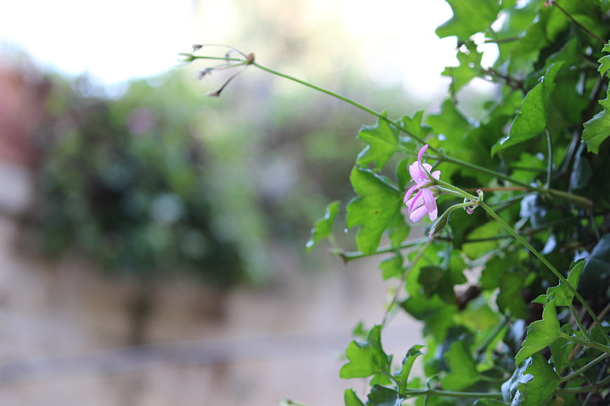 Pink Geranium Flower with Green Leaves in Garden
