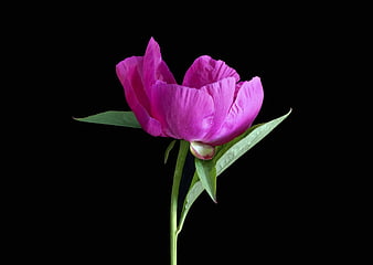 Vibrant Pink Peony Flower Isolated on Black Background