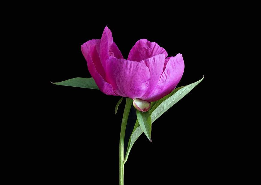 Vibrant Pink Peony Flower Isolated on Black Background