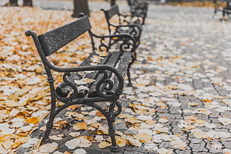 Empty park bench surrounded by fallen autumn leaves