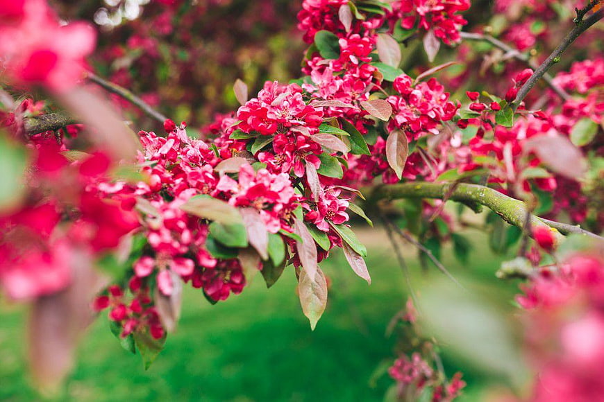 Vibrant Pink Crabapple Blossoms on Branch