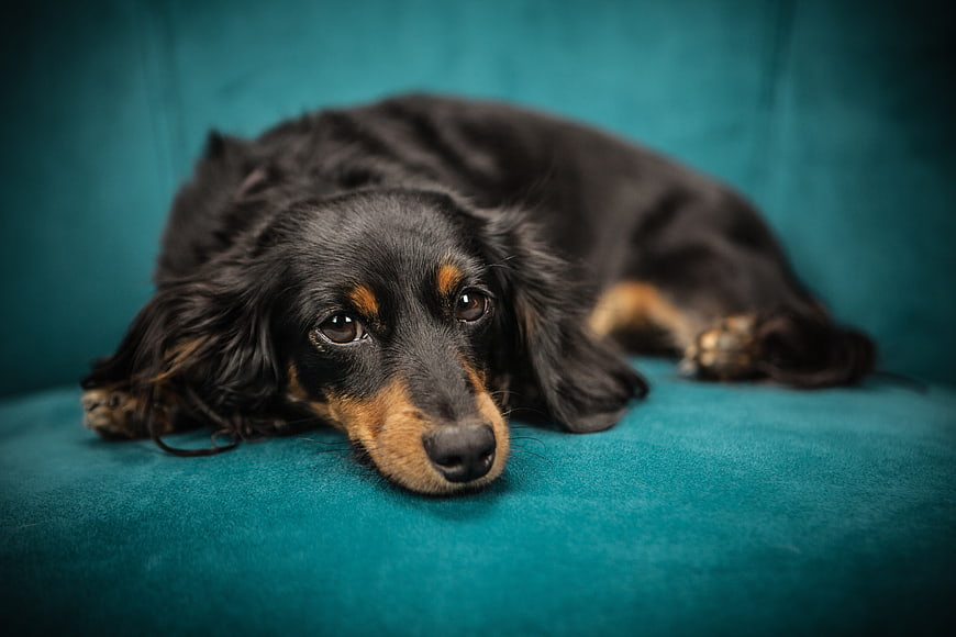 Sad Long-Haired Dachshund Lying on Teal Sofa