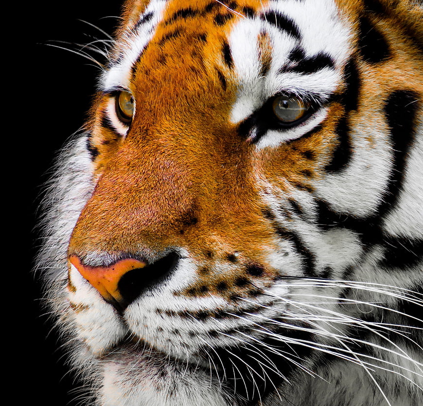 Close-up portrait of a Siberian tiger face isolated on black