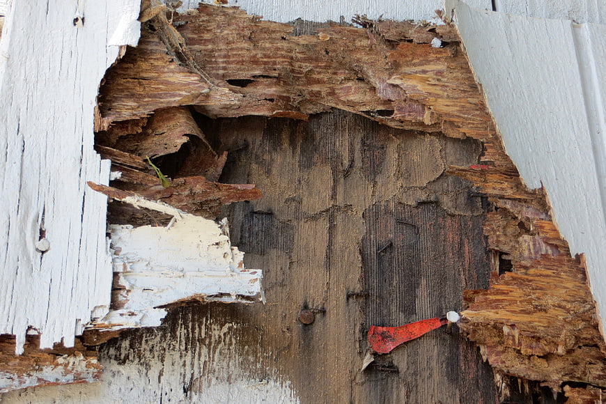 Close-up of Rotten Wood with Peeling White Paint