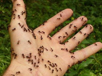 Close-up of wood ants crawling on an open human hand