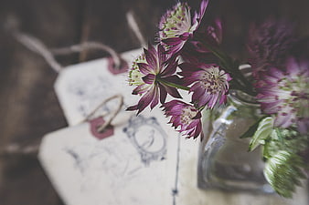Vintage purple hellebore flowers in glass vase with old letters