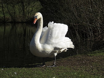White Swan Spreading Wings by Lake