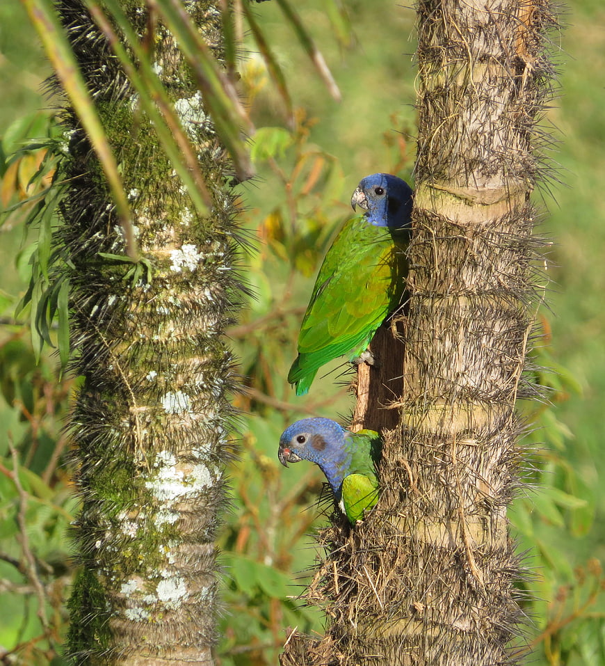Two Blue-headed Parrots Perched on Spiky Palm Tree Trunk
