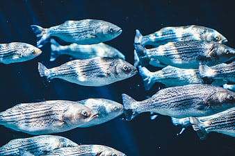 School of Striped Bass Swimming Underwater