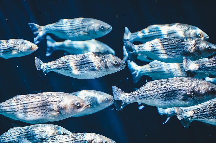 School of Striped Bass Swimming Underwater