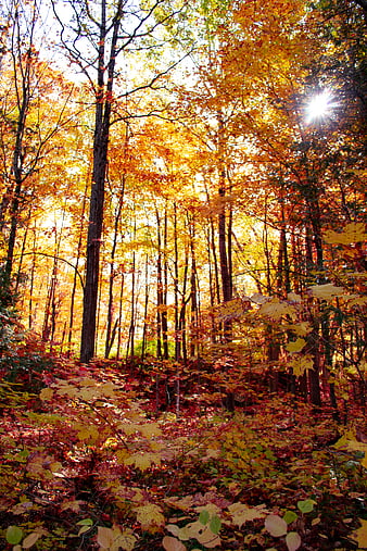 Sunlit autumn forest with vibrant yellow and orange foliage