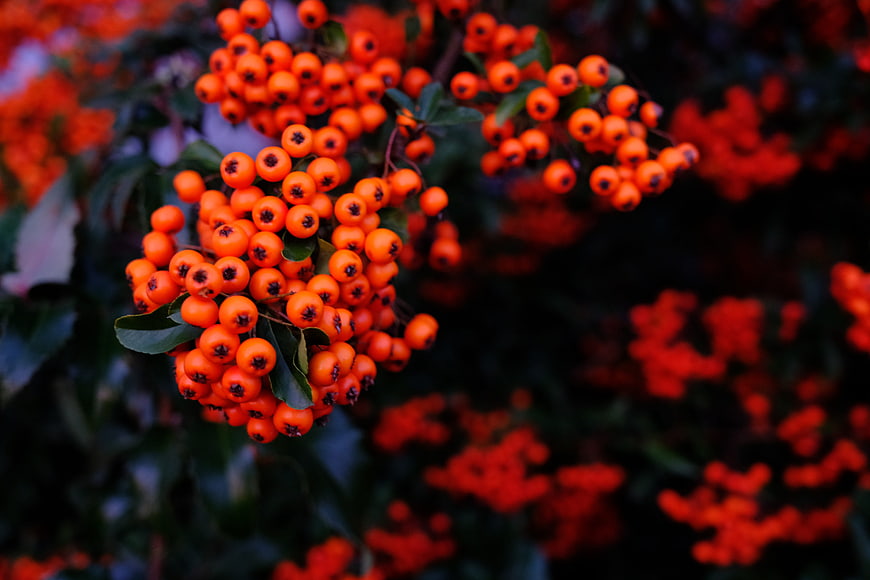 Close-up of vibrant orange rowan berries on a branch