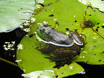 Green frog resting on a lily pad in a pond