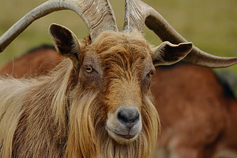 Close-up Portrait of Brown Goat with Large Horns