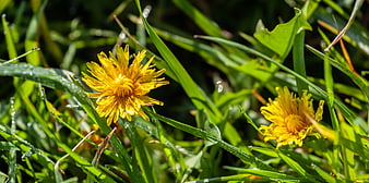 Yellow Dandelion Flowers with Morning Dew on Green Grass