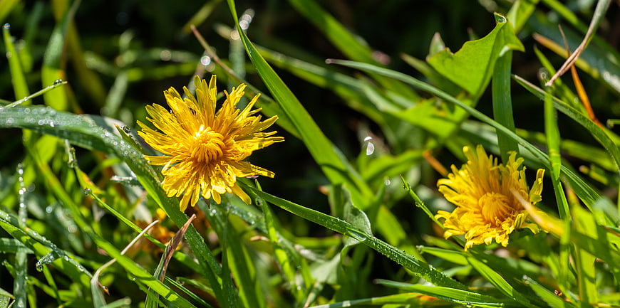 Yellow Dandelion Flowers with Morning Dew on Green Grass