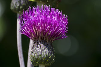 Close-up of a vibrant purple thistle flower in bloom