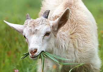 Close-up of a white goat eating grass in a green field