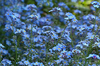 Blue Forget-Me-Not Flowers In A Lush Spring Garden