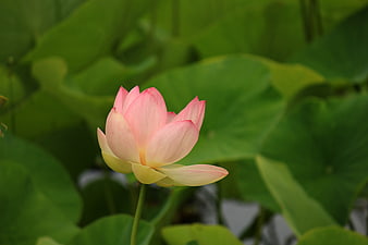 Pink Lotus Bud Close-Up Against Green Leaves
