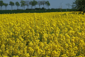 Vibrant Yellow Canola Field with Blurred Trees in Background