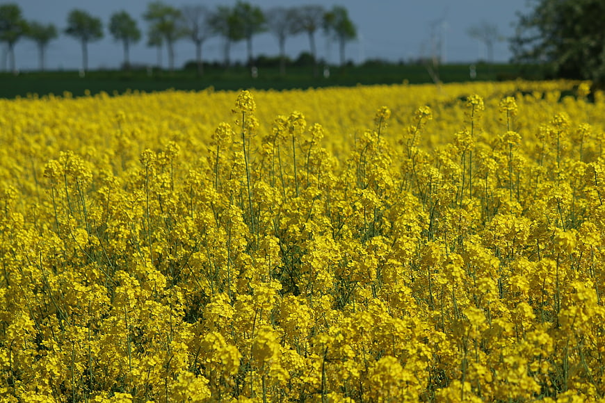 Vibrant Yellow Canola Field with Blurred Trees in Background