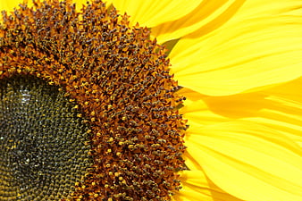 Close-up of vibrant yellow sunflower petals and textured center