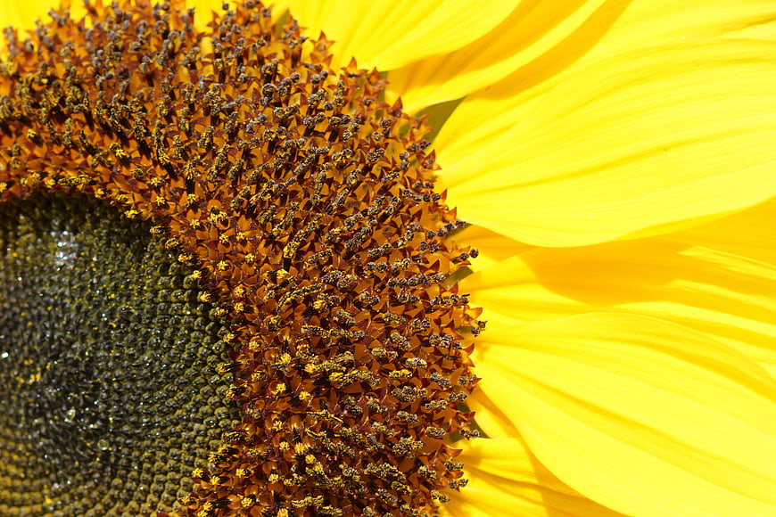 Close-up of vibrant yellow sunflower petals and textured center