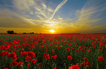 Vibrant red poppy field at sunset with dramatic sky
