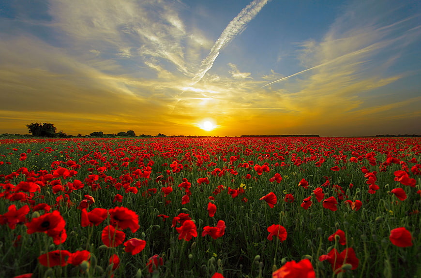 Vibrant red poppy field at sunset with dramatic sky